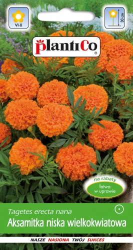 Aksamitka niska wielkokwiatowa MONA pomarańczowa