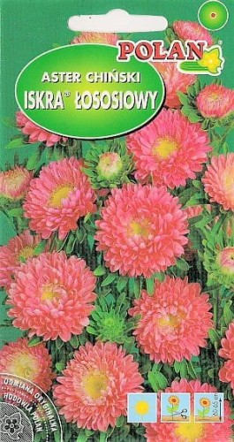 Aster Iskra- półpełny Iskra - łososiowy