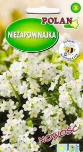 Niezapominajka biała