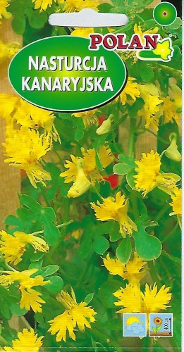 Nasturcja kanaryjska żółta