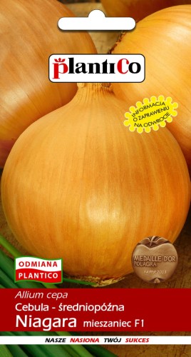 Cebula Allium cepa Niagara - mieszaniec
