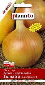 Cebula Allium cepa Sumatra