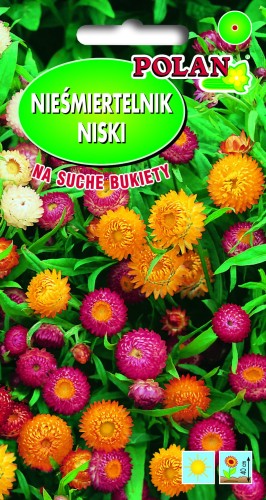 Kocanka ogrodowa niska mieszanka