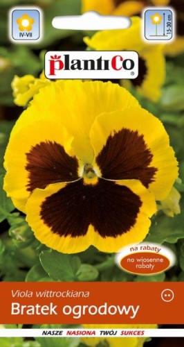 Bratek ogrodowy żółty