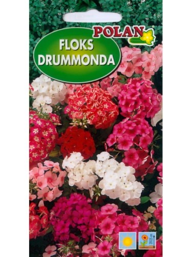 Floks Drummondii mieszanka