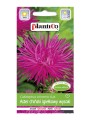Aster ch. igiełkowy amarantowy