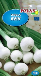 Cebula Aviv 4g.
