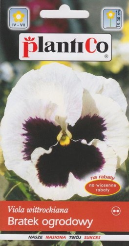 Bratek ogrodowy biały