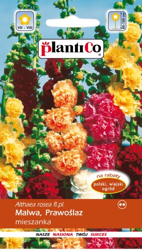 Malwa ogrodowa malwa mieszanka