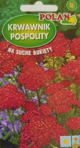 Krwawnik pospolity różowy