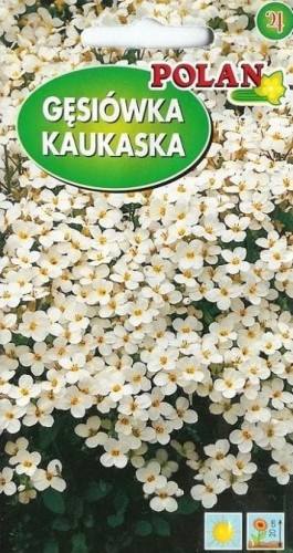 Gęsiówka kaukaska