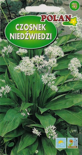 Czosnek niedźwiedzi