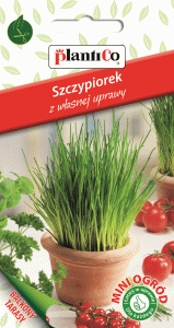 Szczypiorek ogrodowy Wulkan "mini ogród"