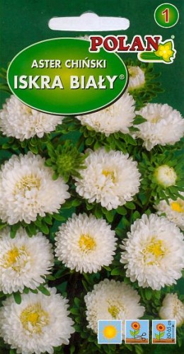 Aster Iskra- półpełny Iskra - biała