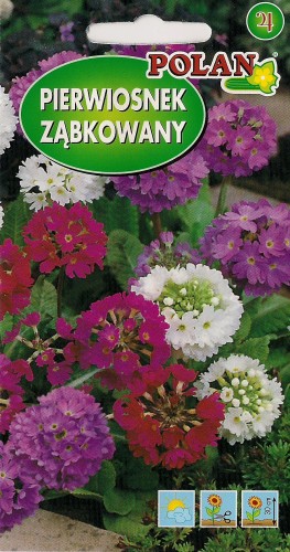 Pierwiosnek ząbkowany