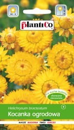 Kocanka ogrodowa żółta 1g.