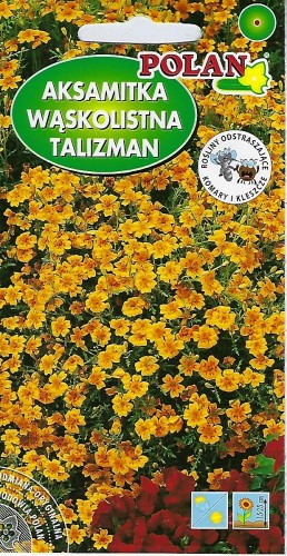 aksamitka wąskolistna.jpg