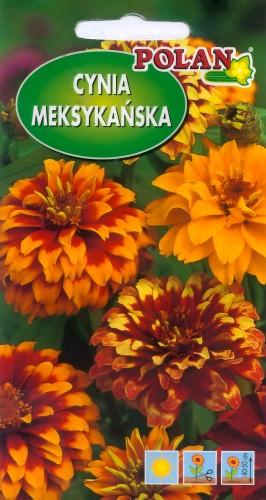 Cynia wąskolistna meksykańska