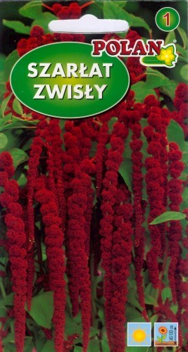 Szarłat zwisły