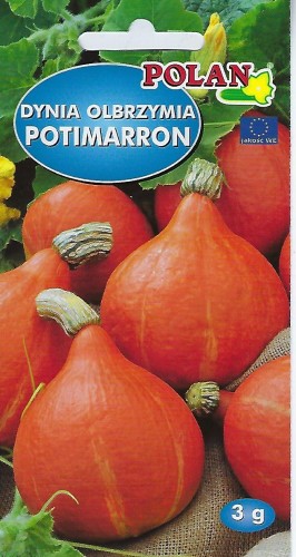Dynia olbrzymia Potimarron