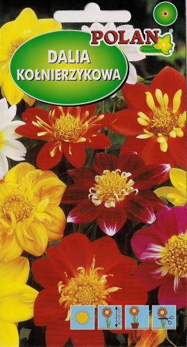 Dalia zmienna kołnierzykowa Colloratte Dandy