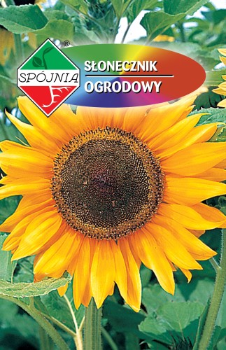 5905653332742 Słonecznik jadalny.jpg