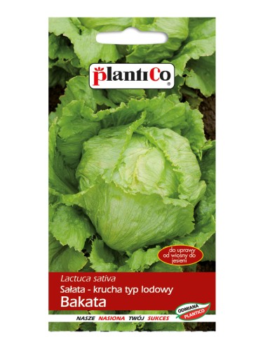Sałata głowiasta krucha BAKATA
