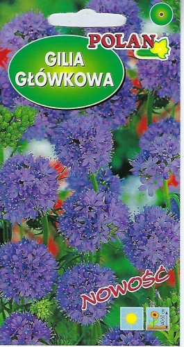 Gilia główkowa fioletowo-niebieska