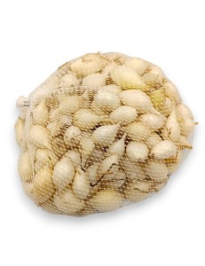 Cebula dymka Snowball 14-21mm 0,5kg