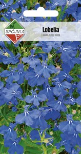 Lobelia - stroiczka niebieska 0,5 g
