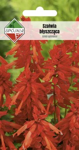 Szałwia błyszcząca Czardasz 0,5 g