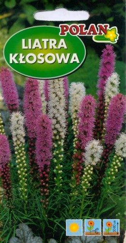 Liatra kłosowa mieszana
