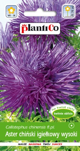 aster ig fiol-nieb-ZIEL-153-14-UV.jpg