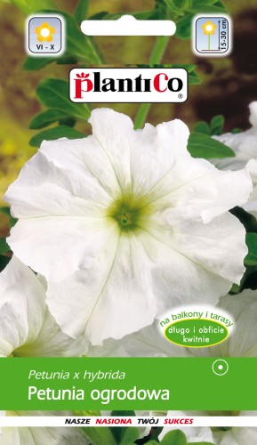 petunia biała.jpg