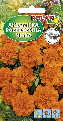 aksamitka rozp pomarancz..jpg