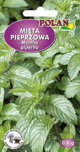mieta pieprzowa.jpg