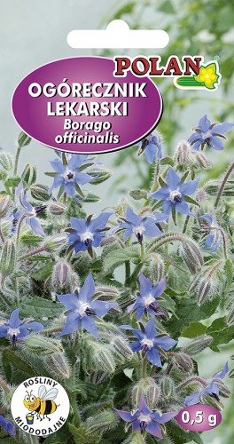ogorecznik lekarski.jpg