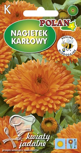 nagietek karlowy pomaranczowy-KJ-gc.jpg