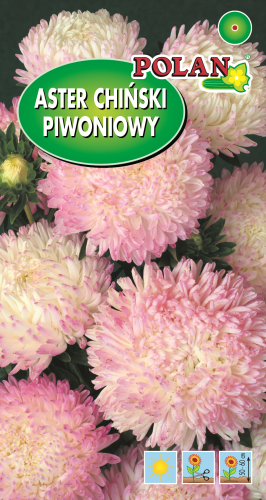 Aster peoniowy biało-różowy.png