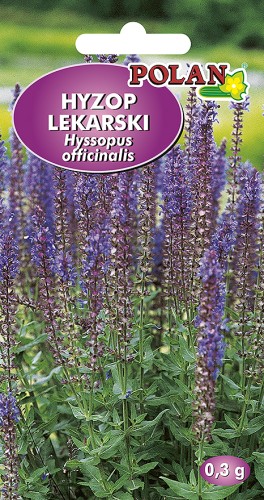 hyzop lekarski.jpg