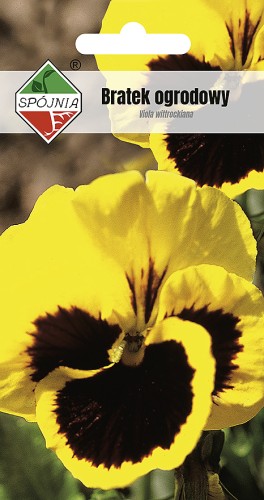 bratek zolty z plama-SN-41-08-138033.jpg