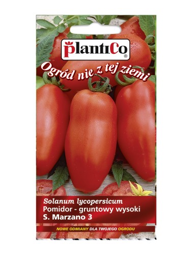 Pomidor gruntowy typ SAN MARZANO