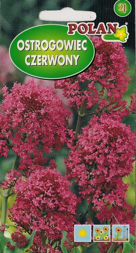 Ostrogowiec czerwony