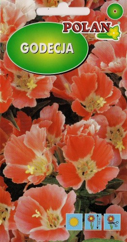 Godecja wielkokwiatowa Orange Glory