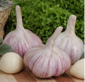 Czosnek pospolity Arkus 250g