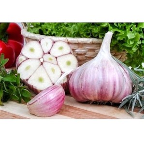Czosnek pospolity Harnaś 250g