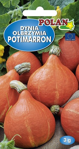 dynia potimarron-3g.jpg