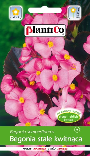 Begonia stale kwitnąca różowa, czerwonolistna