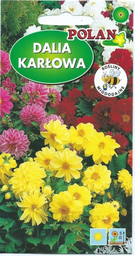 Dalia zmienna karłowa pełna i półpełna