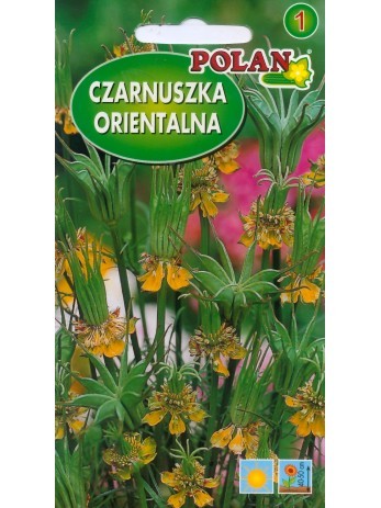 Czarnuszka orientalna